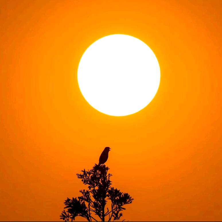 蓝桉已遇释怀鸟