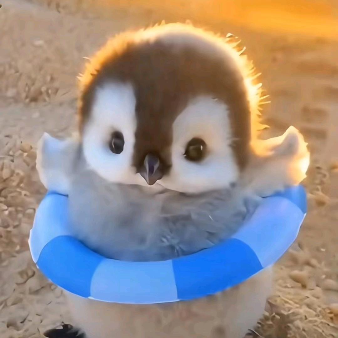 琪鹅🐧（我是老五）