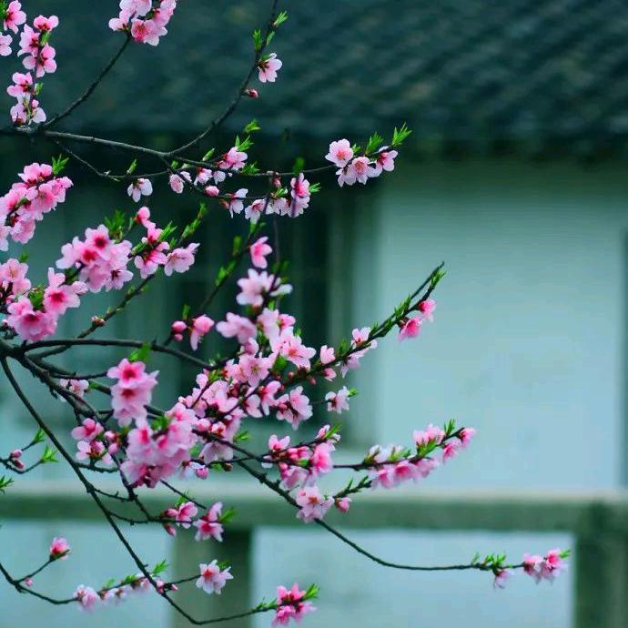 鑫鑫向荣