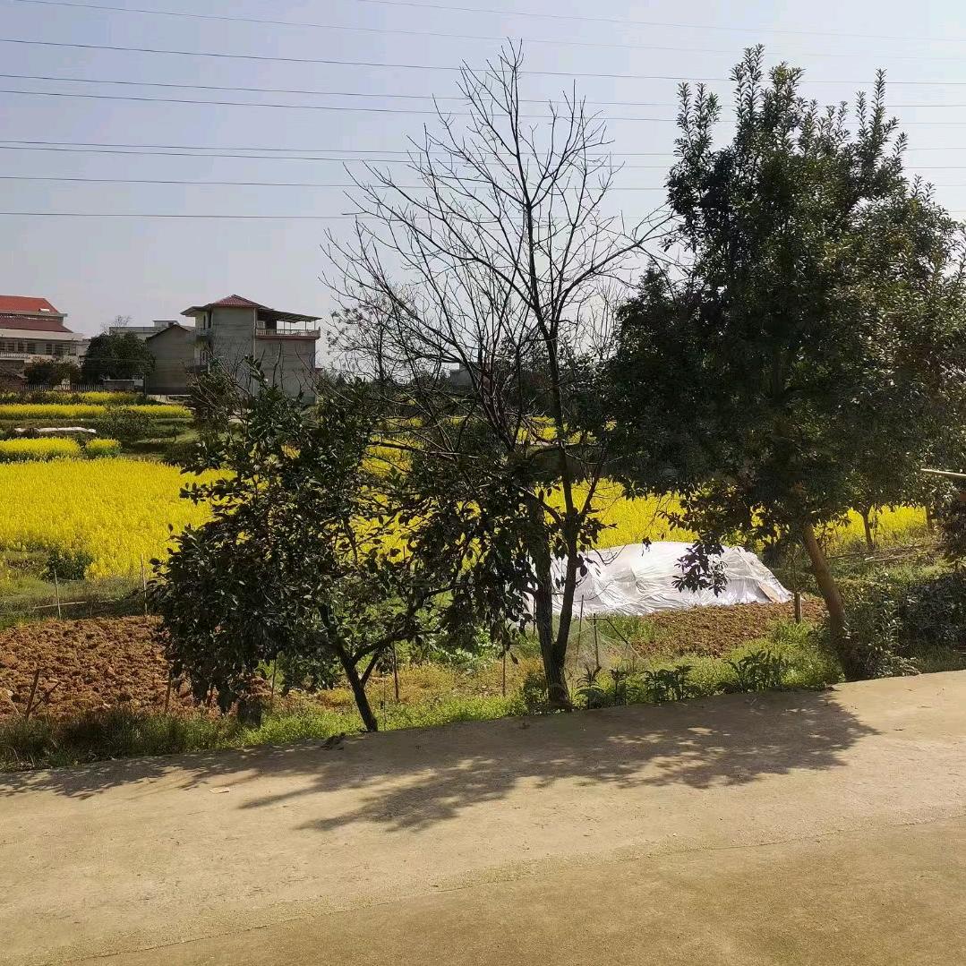东莞熔炼国内电商运营小蓝（在虎门）