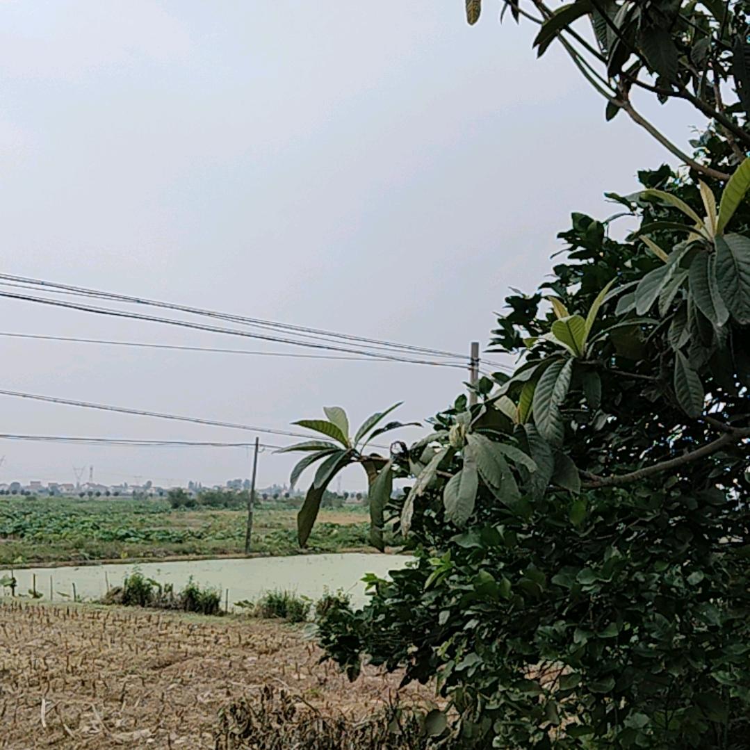 户外师兄