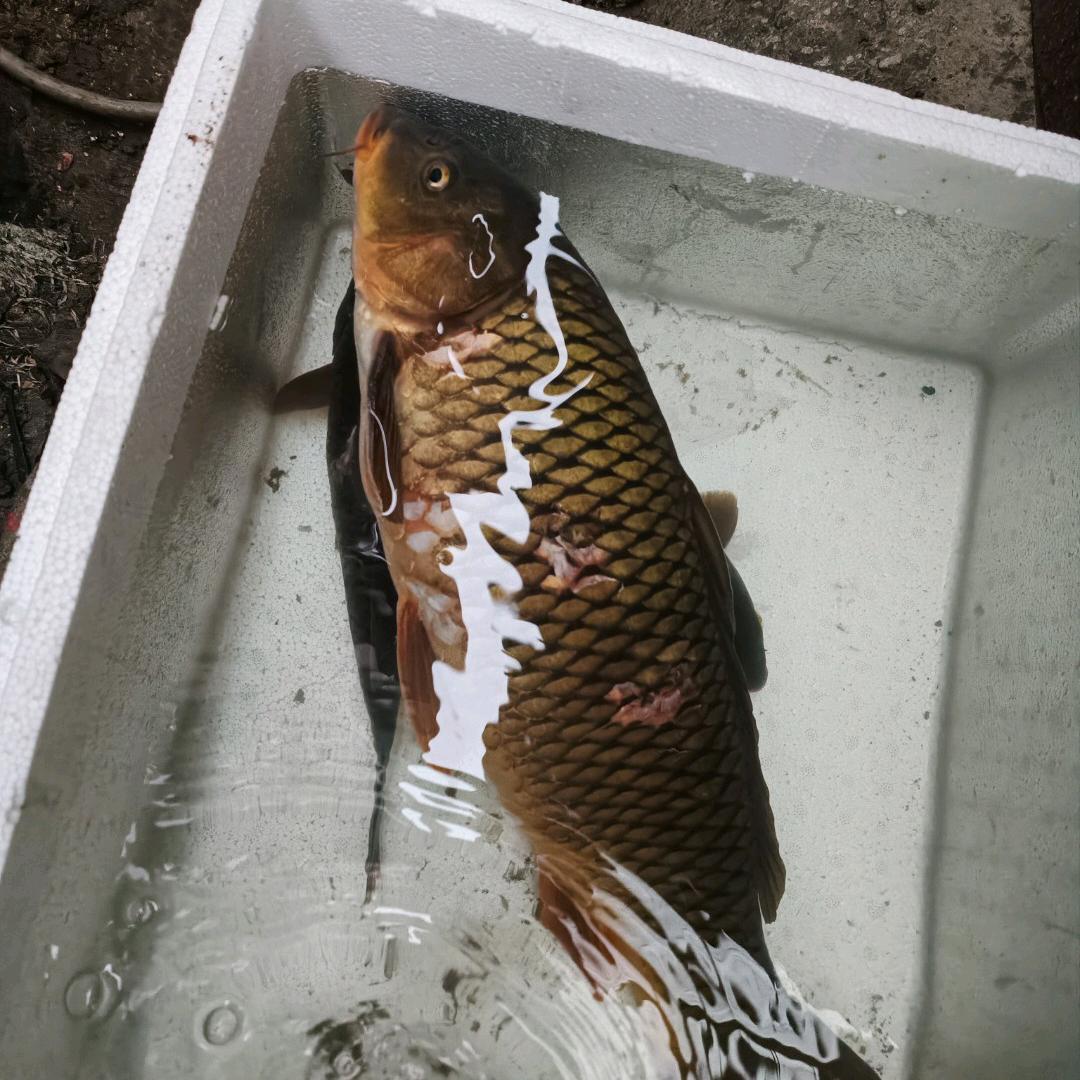 天地钓鱼佬