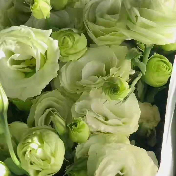 尼尼
