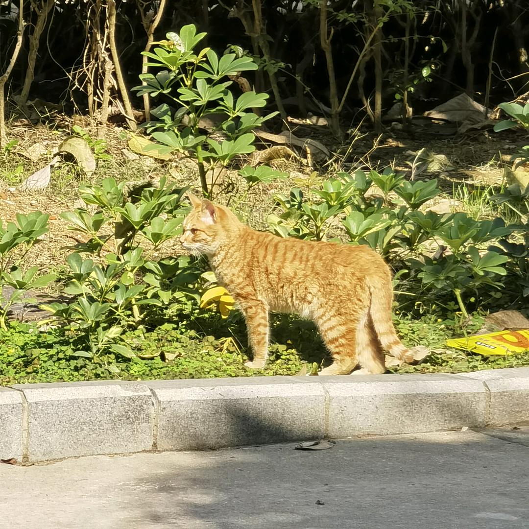 沐沐