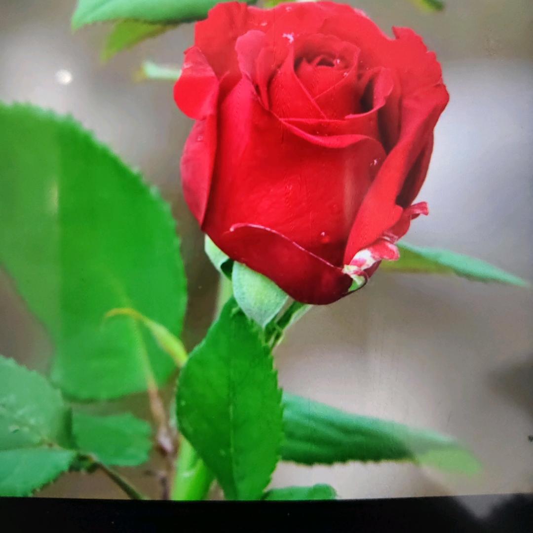 💞一生有你✨