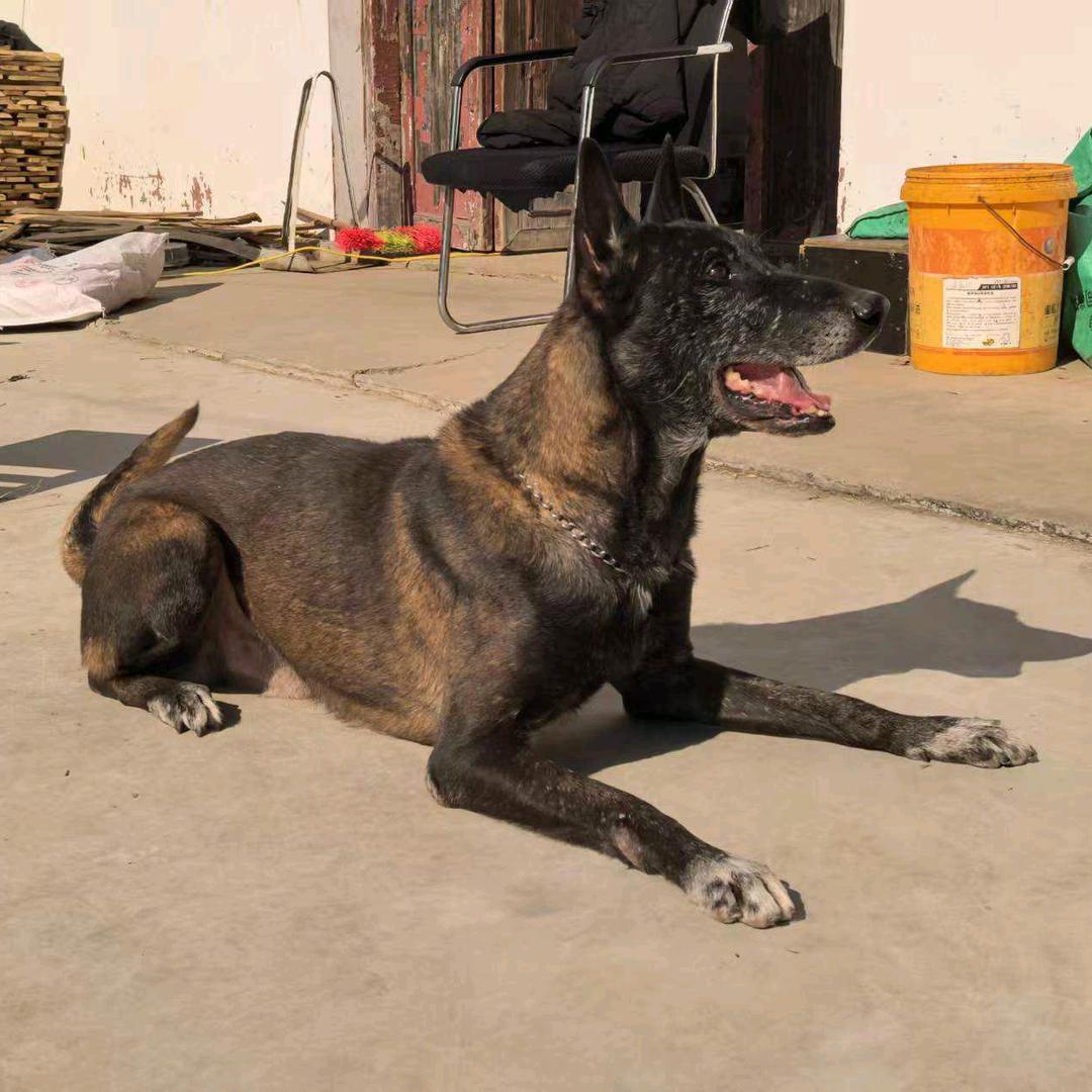 马犬爱好者张刘桥基地