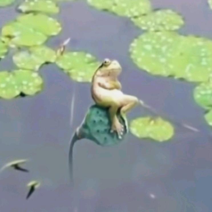 YN小瓜呱