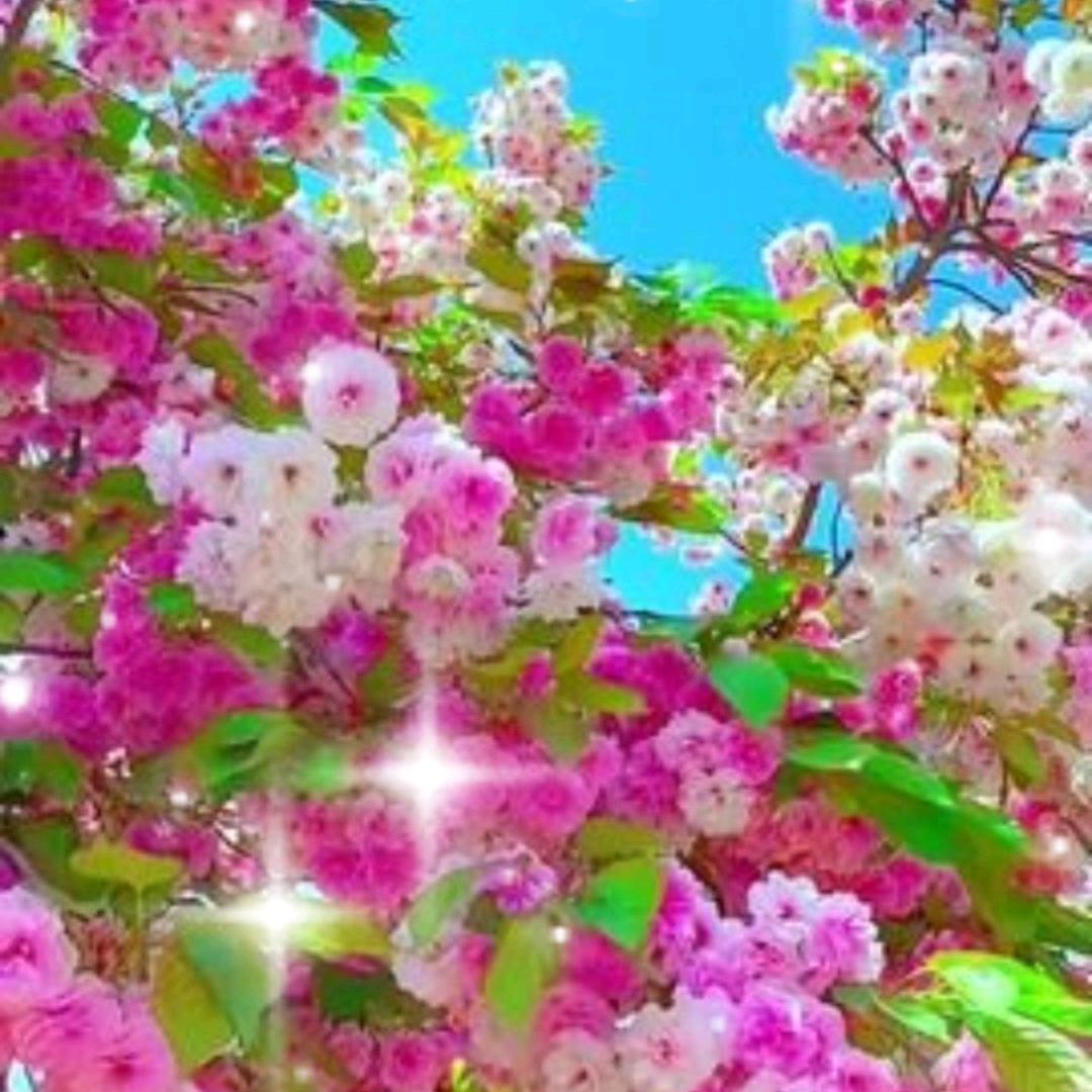 希望姐姐
