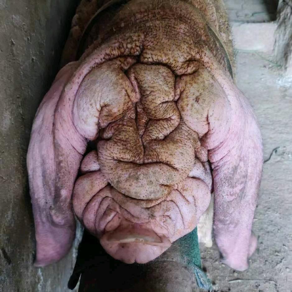 荣昌小成种猪场