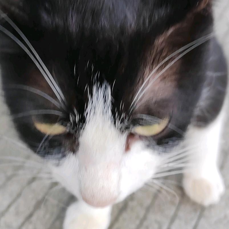 大狗狗侍郎
