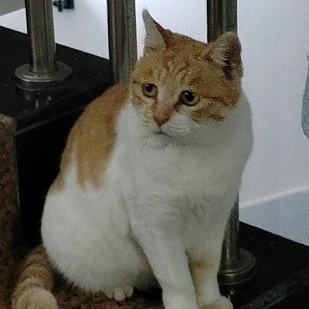 猫子的快乐手工