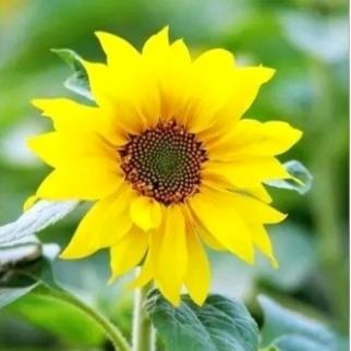 向阳花