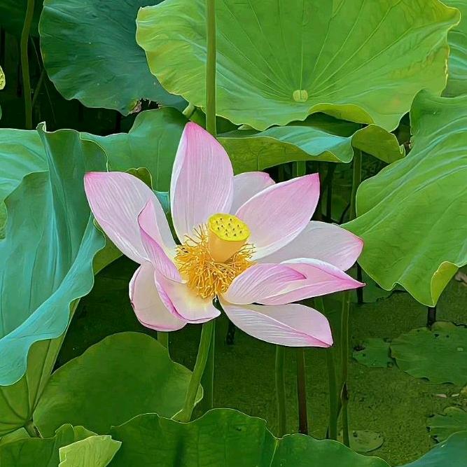 花开富贵险中求胜