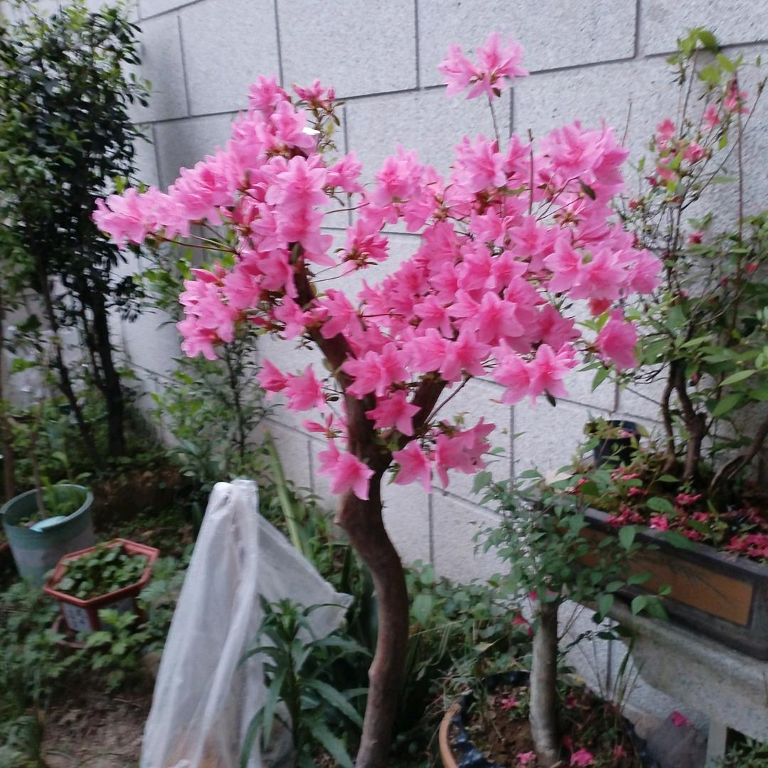 风雨