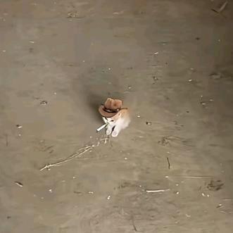 精灵鱼干