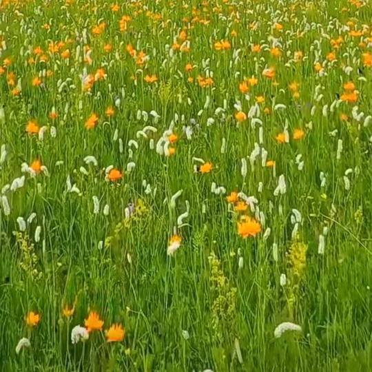 馮大( ﹡ˆoˆ﹡ )