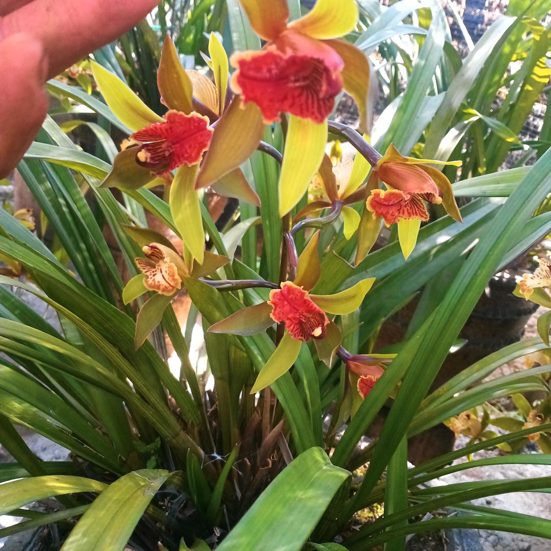 华绿边境花卉