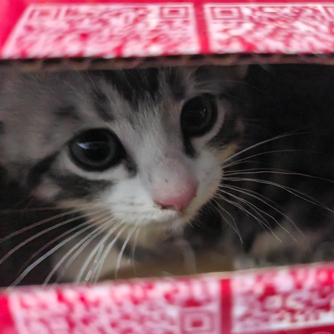 小小猫老师