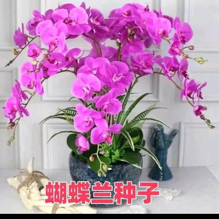 小小鸟