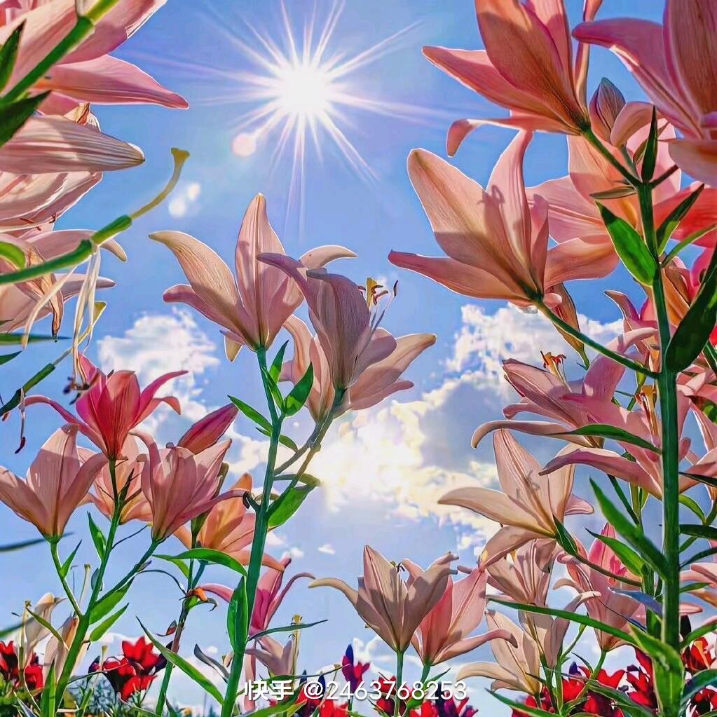 🌸🌸🌸N🌻🌻🌻