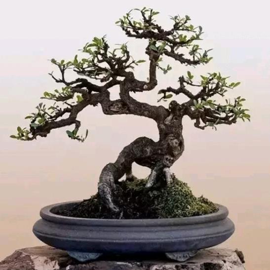 盆友汇盆景园