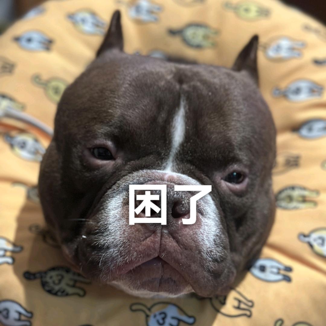 胖虎是一只小恶霸