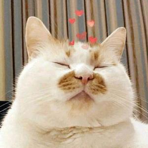 哈尼哈尼