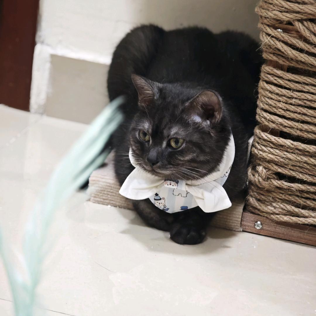 猫咪老师