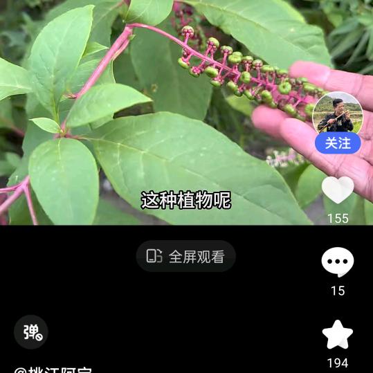葡萄汁子