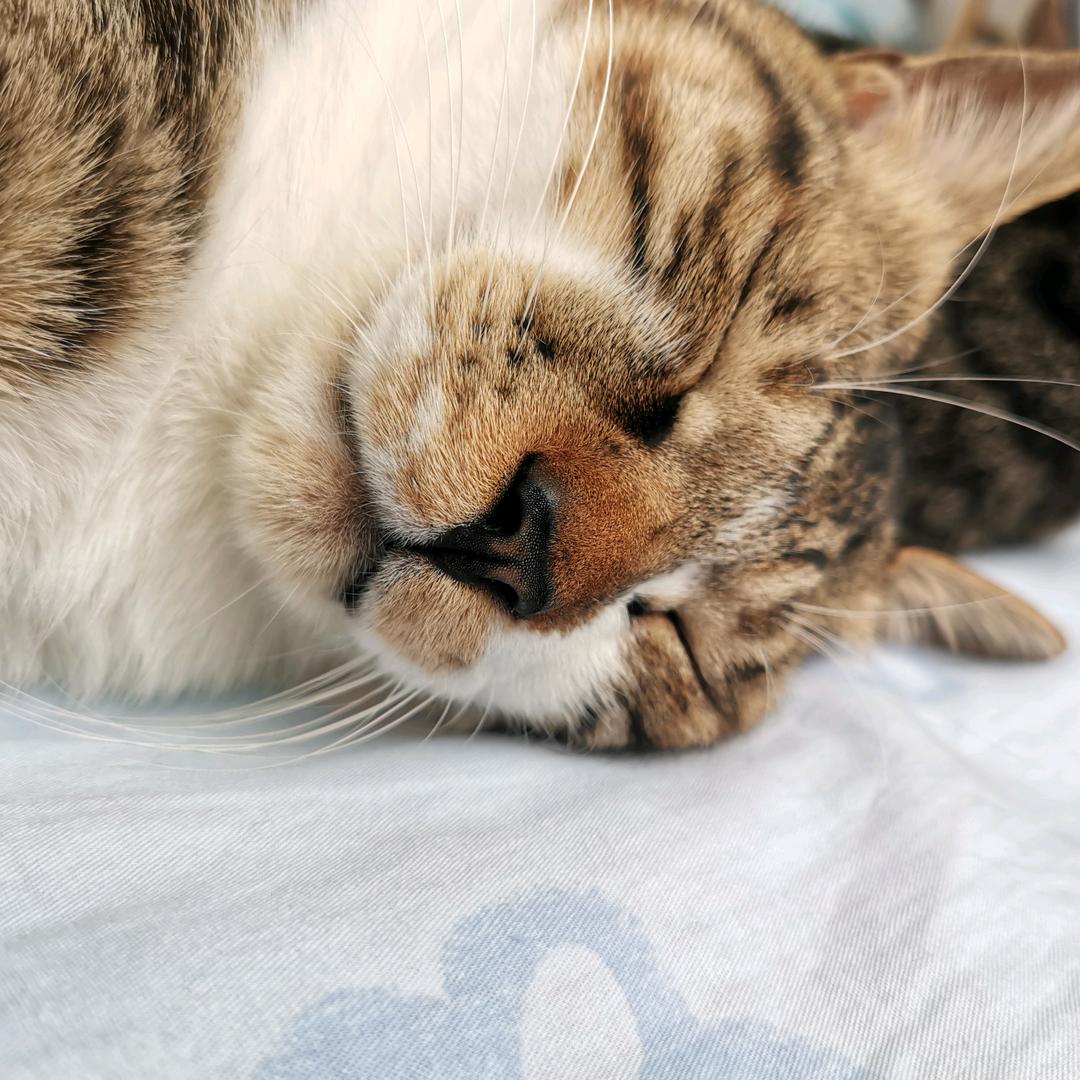 莫颜惜