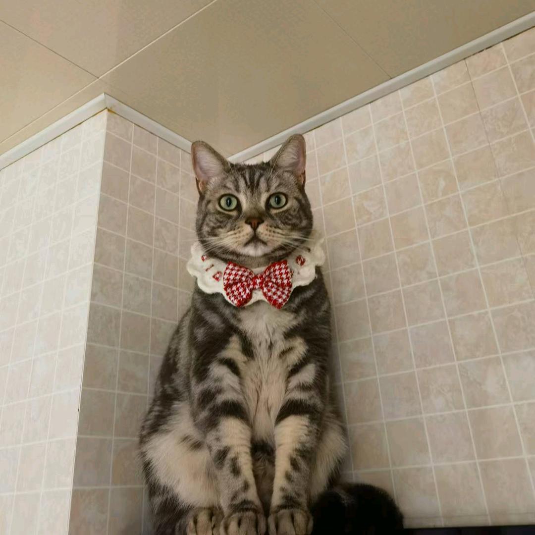 郭郭的大猫
