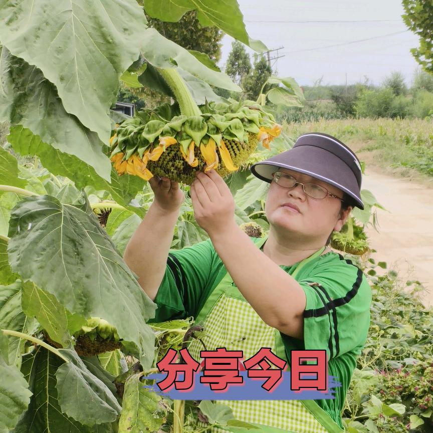 围裙妈妈在农村