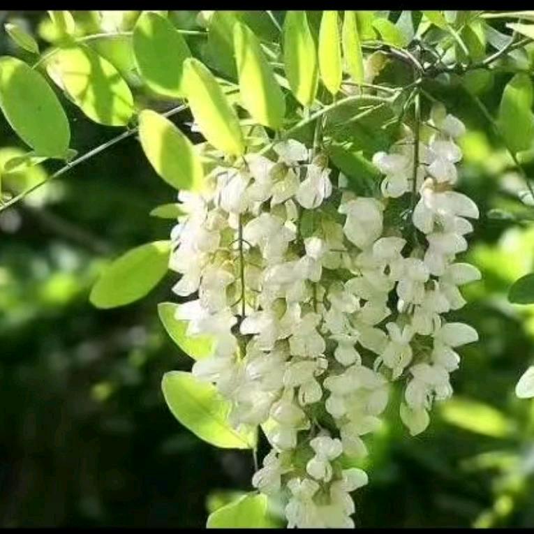 ℳ🥂梦在ꦿ꧉酒醒᭄时💗