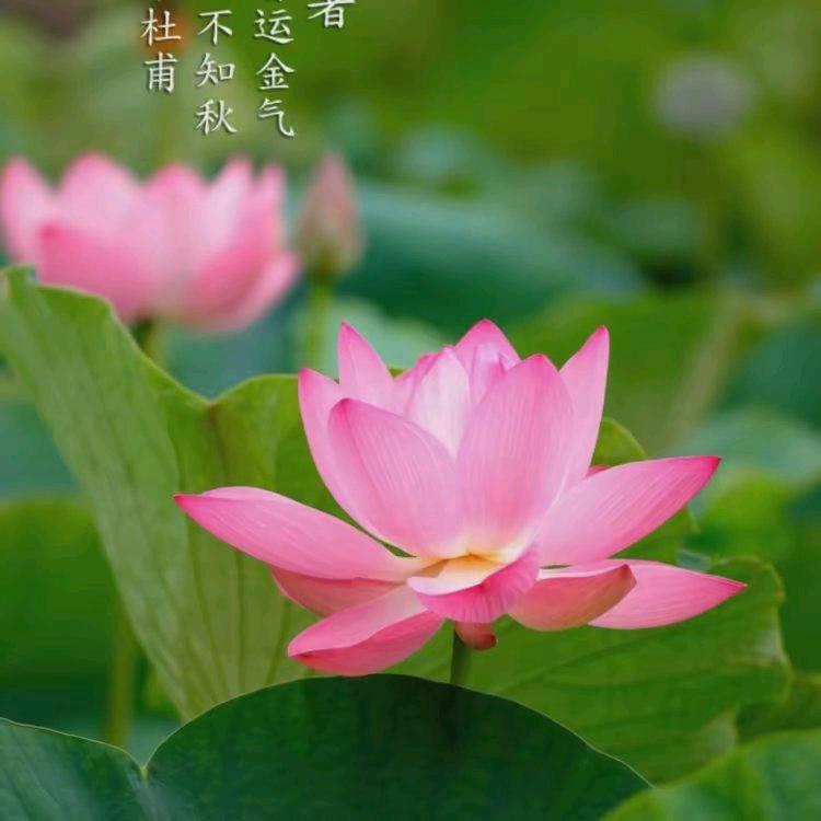 坚强的女人