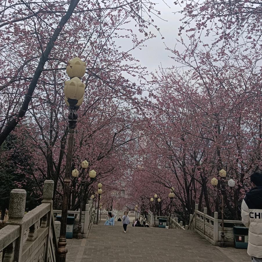 焱焱