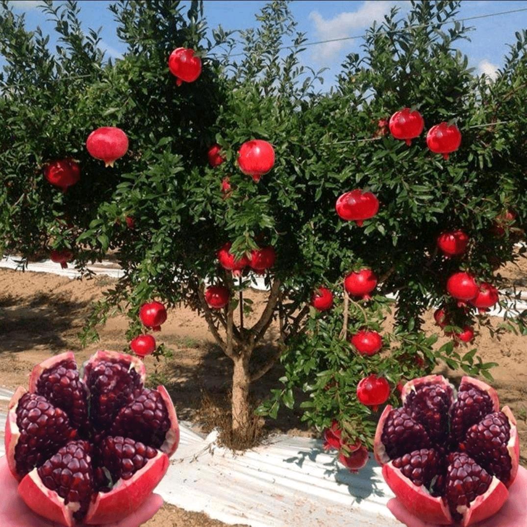 大猫果树苗木种植户