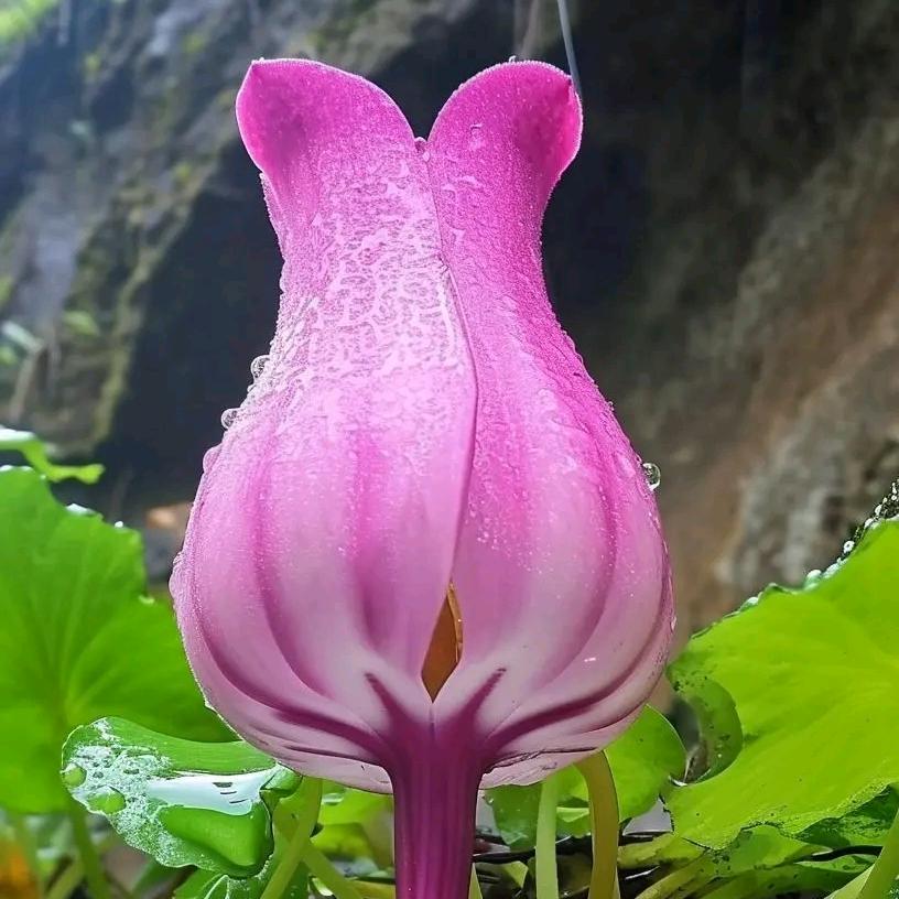 苗方圣草
