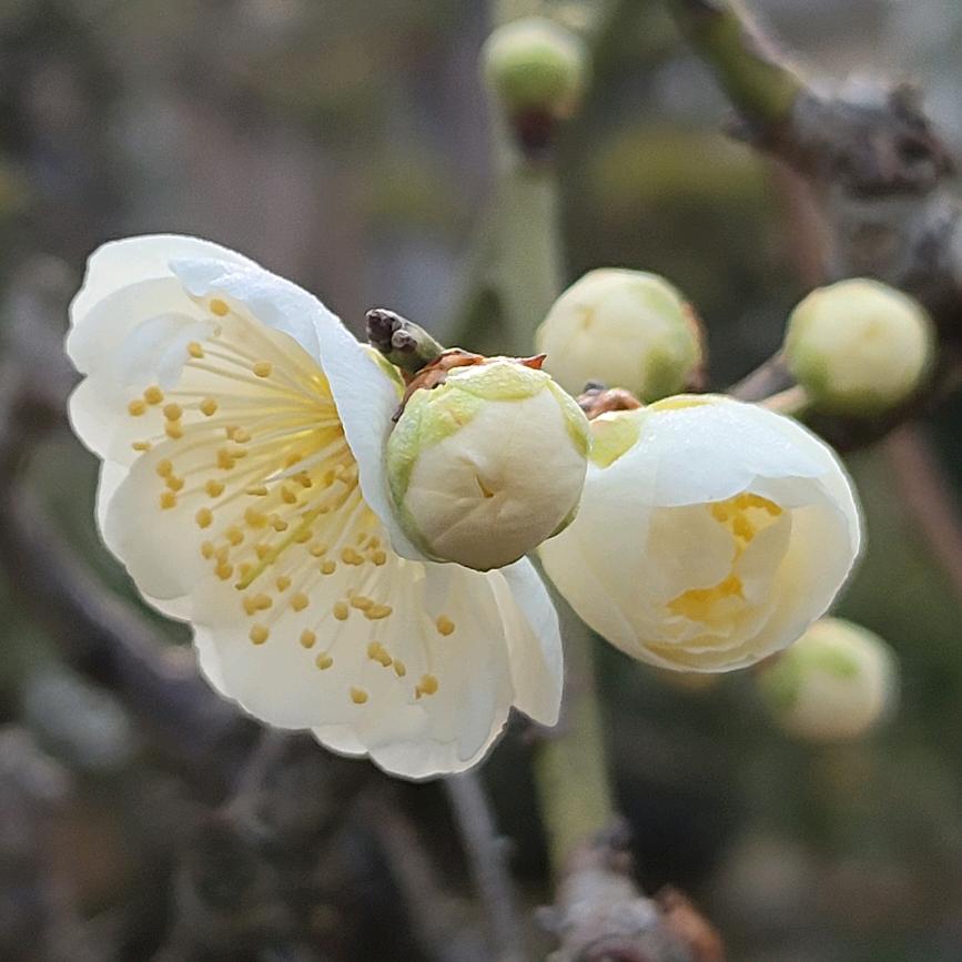 卖花渔村～鸿福园林盆景