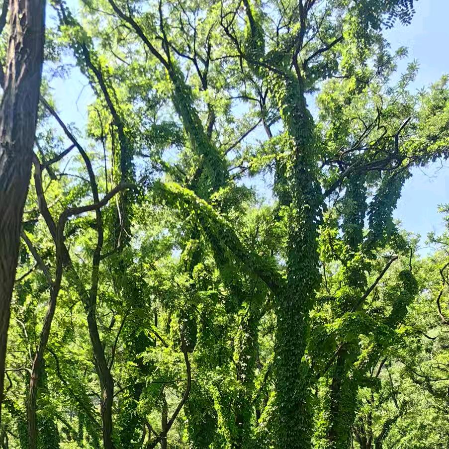 海棠花开