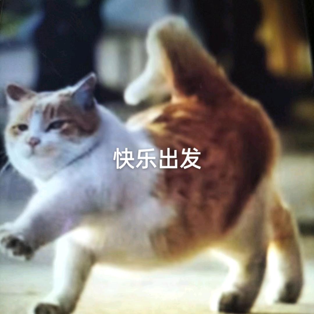 诗情猫咪
