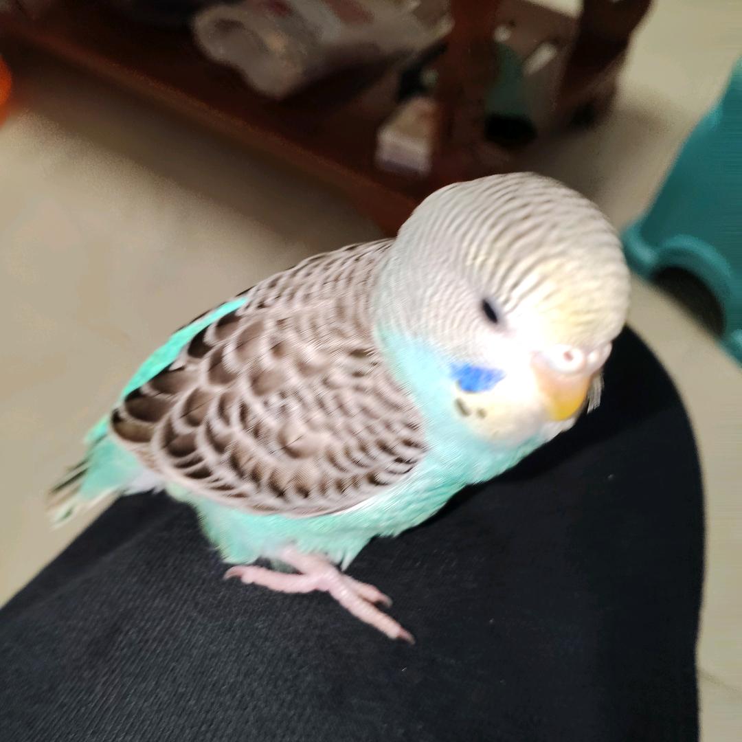 喂鸟小哥（发财哥）