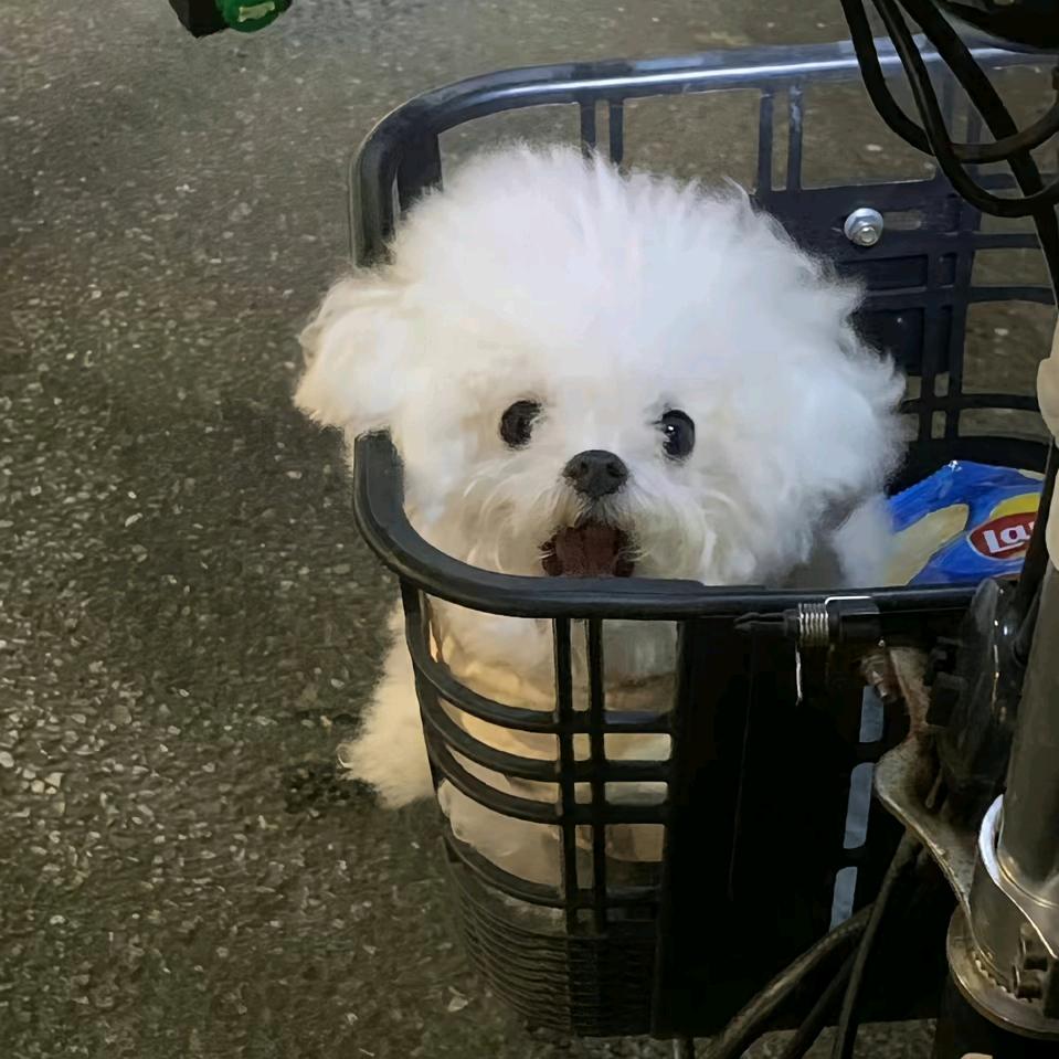 小手抓饼_