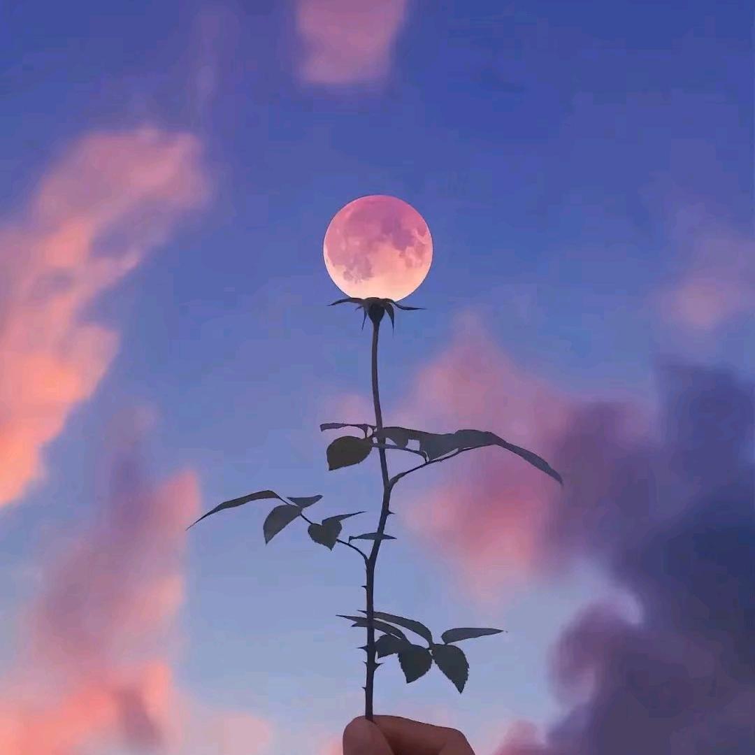 ── 展开2097条回复 ⌵