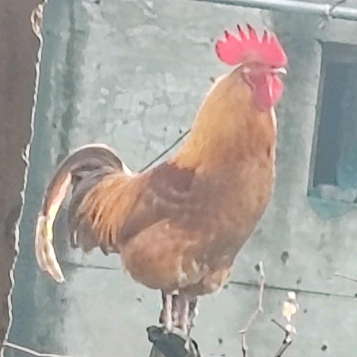 赵合彦