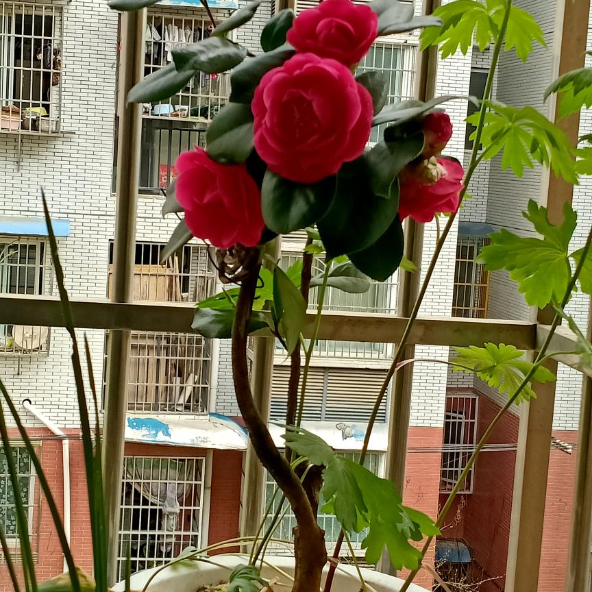 单身（老实人）