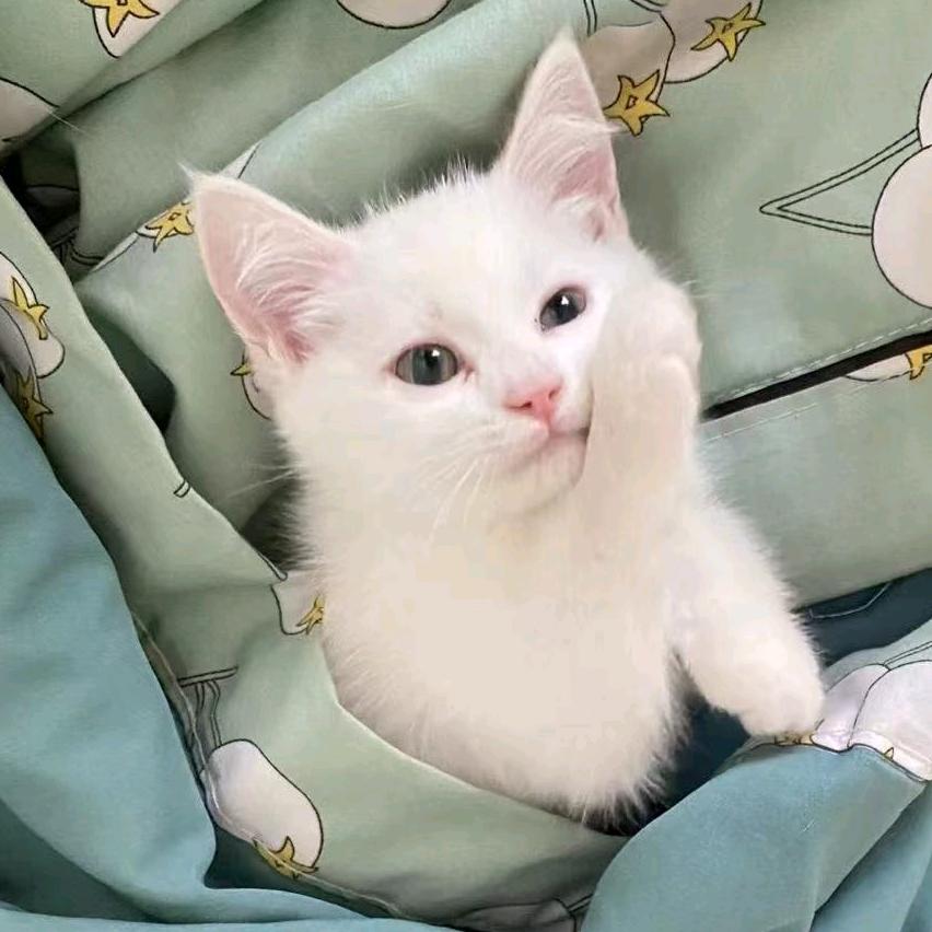 宠天宠物食品商城