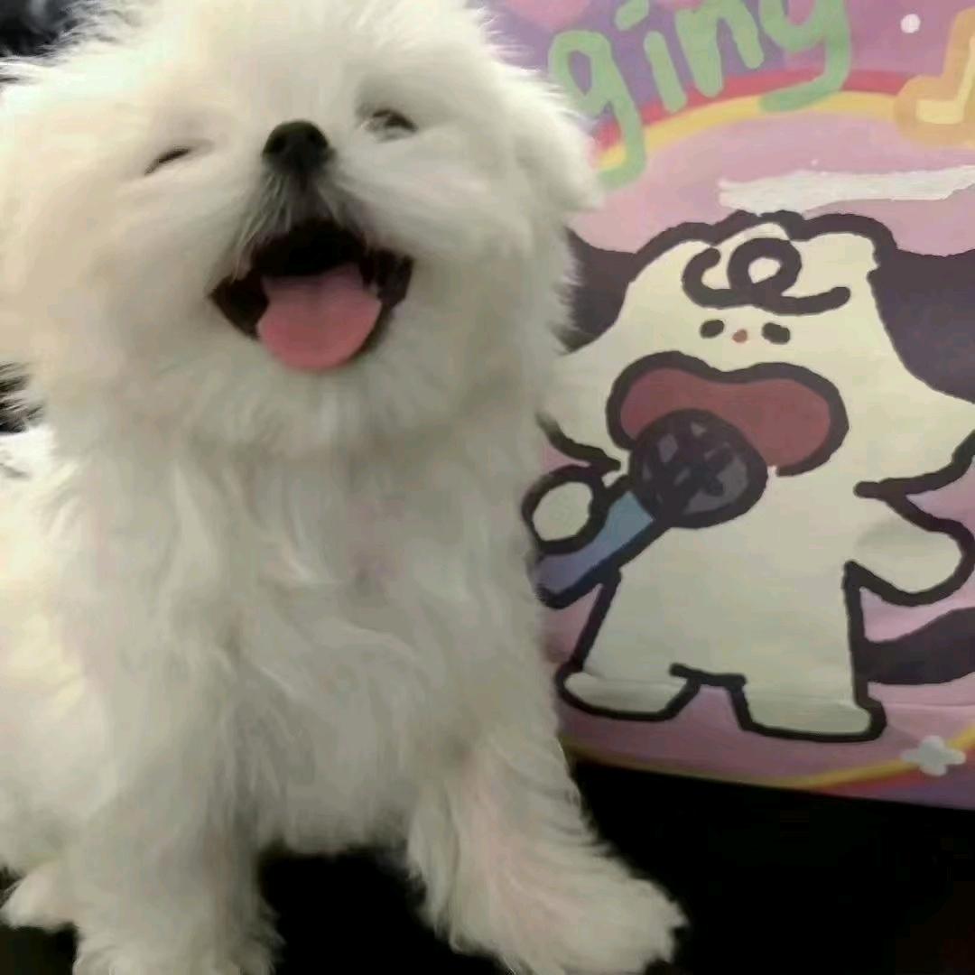 恬恬圈