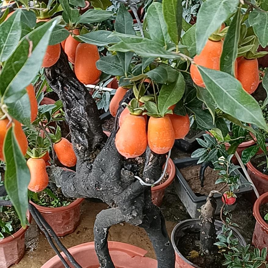 乡野金弹子花卉