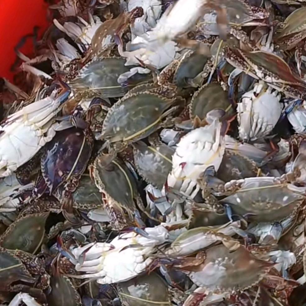 大海搬运工