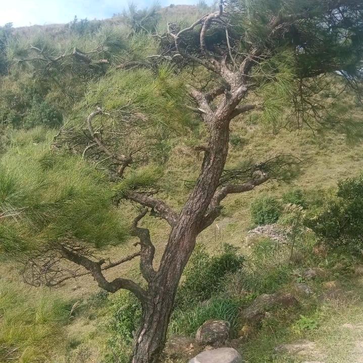 山水
